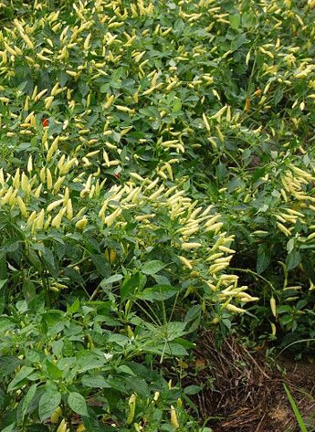 ������������������12�fSHU)