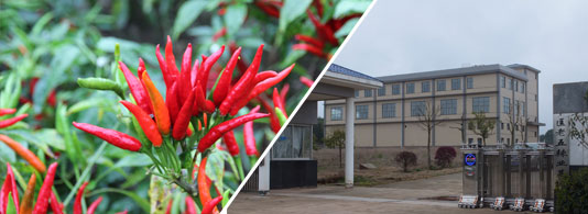 �t̫ꖸ���������������6�f����SHU��