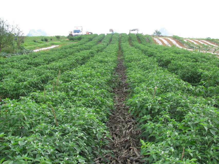 ���������I(y��)Ҏ(gu��)�������a(ch��n)����