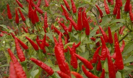 ���������I(y��)���؝M����