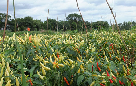 Ұɽ�����l(f��)