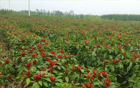 Ұɽ�����l(f��)