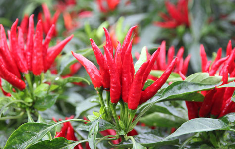 �ɳ��콷���l(f��)