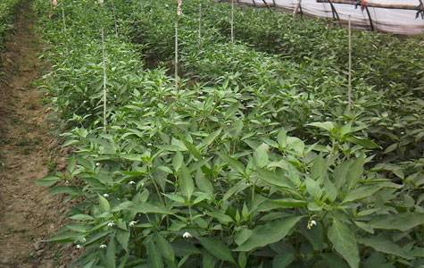 �ɳ��콷���l(f��)