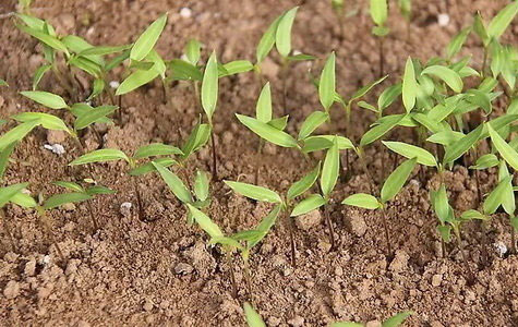 �ɳ��콷���l(f��)